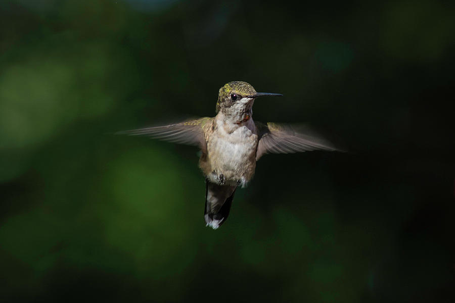 Ruby Throated Hummingbird by Kenneth Cole Ruby Throated Hummingbird by Kenneth Cole