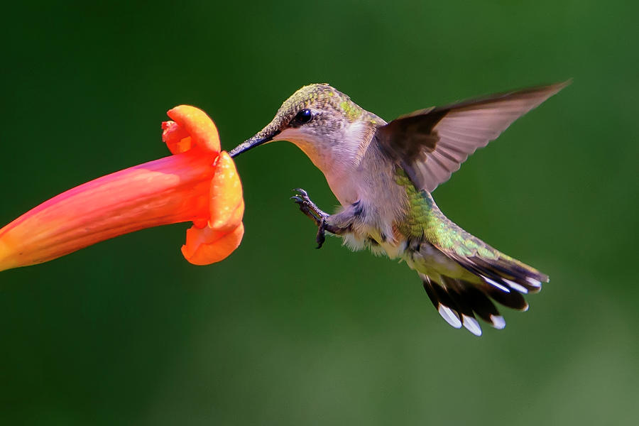 Ruby-throated Hummingbird Landing on a Trumpeter Flower Photograph by ...