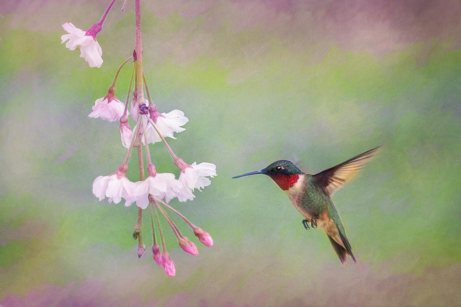 Bird Photograph - Ruby-Throated Hummingbird by Lori Deiter