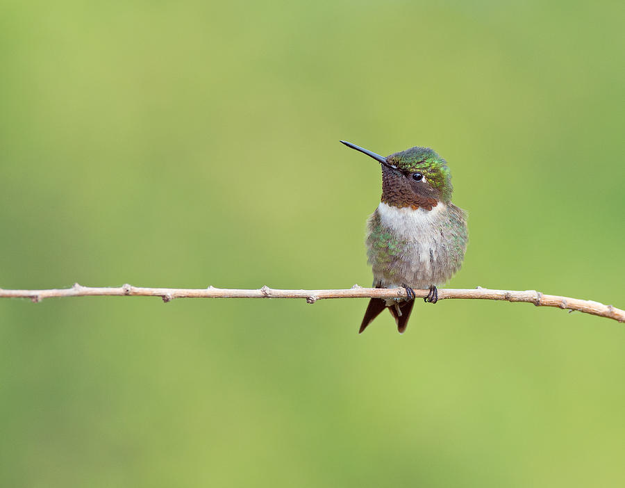 Ruby-throated Hummingbird Male Photograph by Jim Zablotny