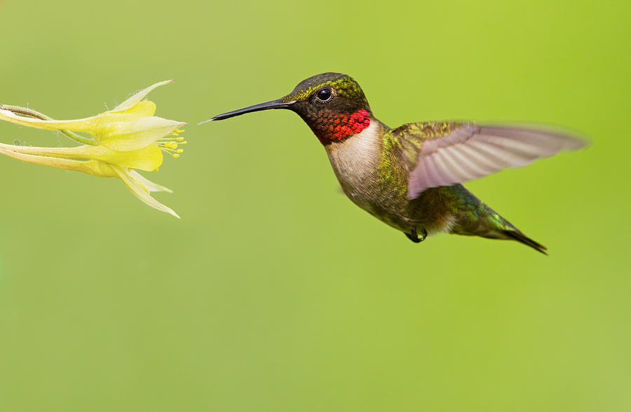 Ruby-Throated Hummingbird Photograph by Mircea Costina Photography