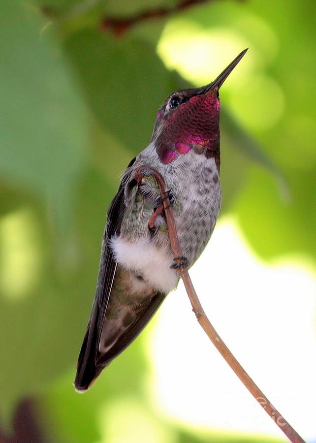Ruby-Throated Hummingbird on Branch Photograph by Carol Groenen
