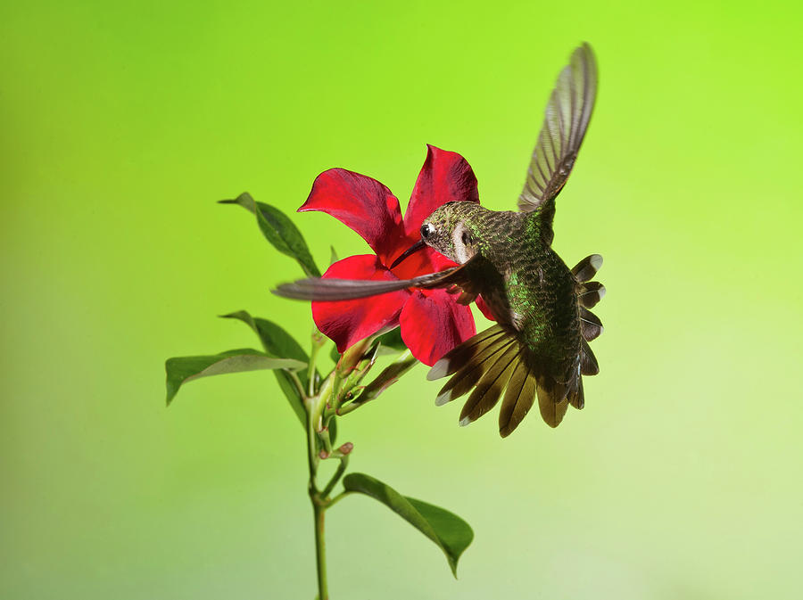Ruby-Throated Hummingbird on Mandavilla Flower Photograph by Lara Ellis