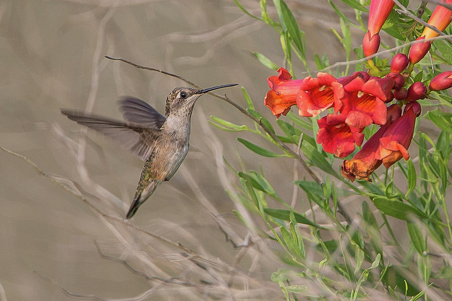 Ruby-throated Hummingbird on Trumpet-creeper Photograph by Ronnie Maum