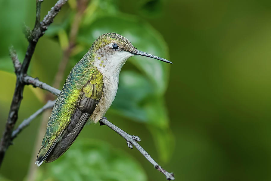 ruby throated hummingbird ruby throated hummingbird