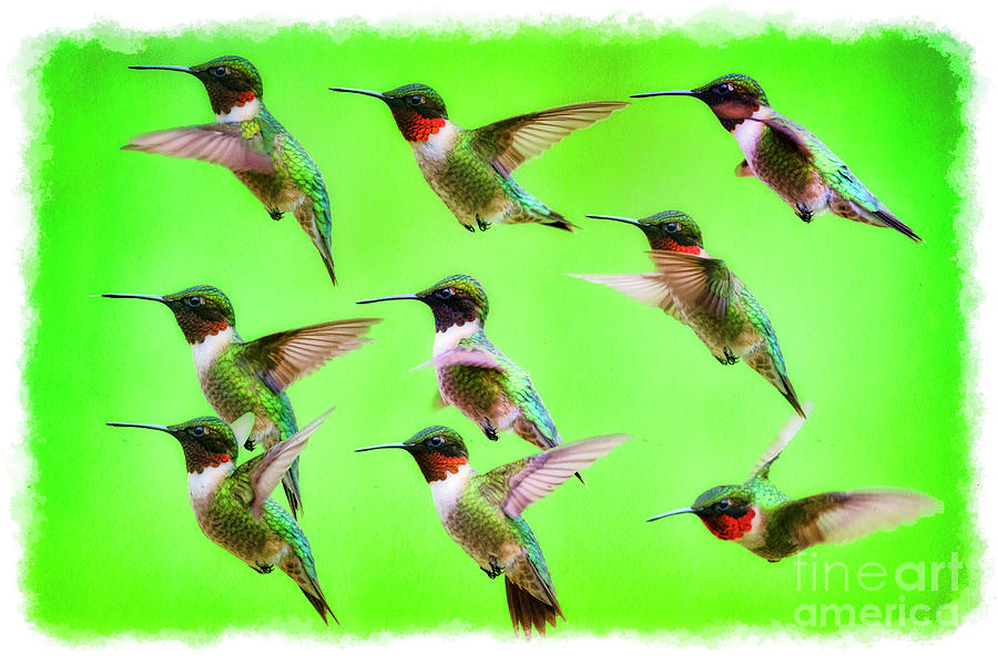 Ruby-throated Hummingbird portraits Photograph by Dan Friend