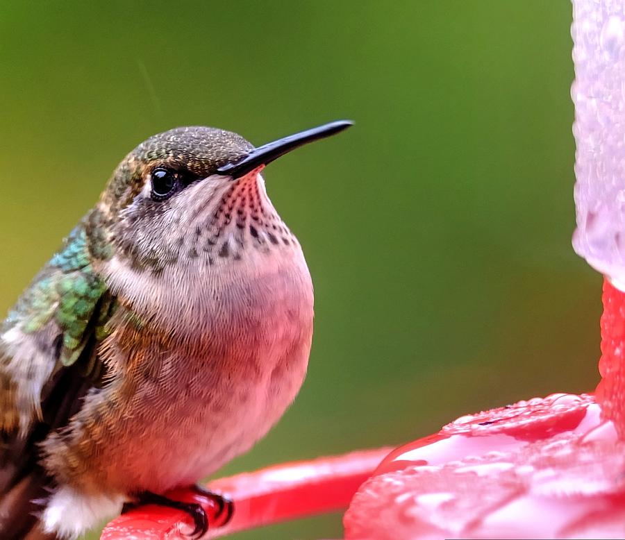 Ruby-throated hummingbird pose Photograph by Ronda Ryan
