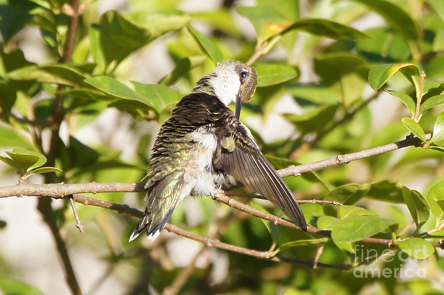 Ruby-throated Hummingbird Preening 1 Photograph by Robert E Alter Reflections of Infinity