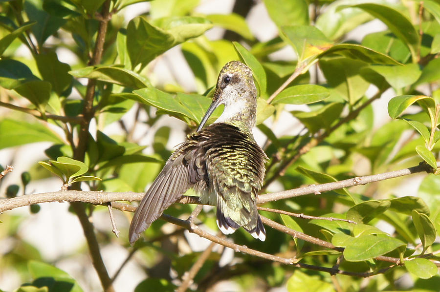 Ruby-throated Hummingbird Preening 2 Photograph by Robert E Alter Reflections of Infinity