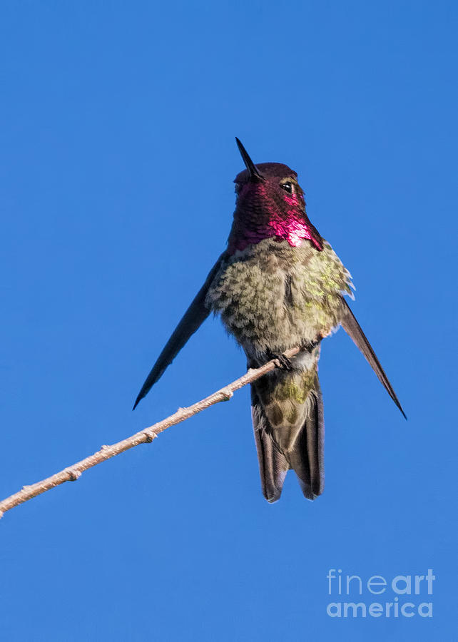 Ruby-throated Hummingbird Photograph by Priscilla Burgers
