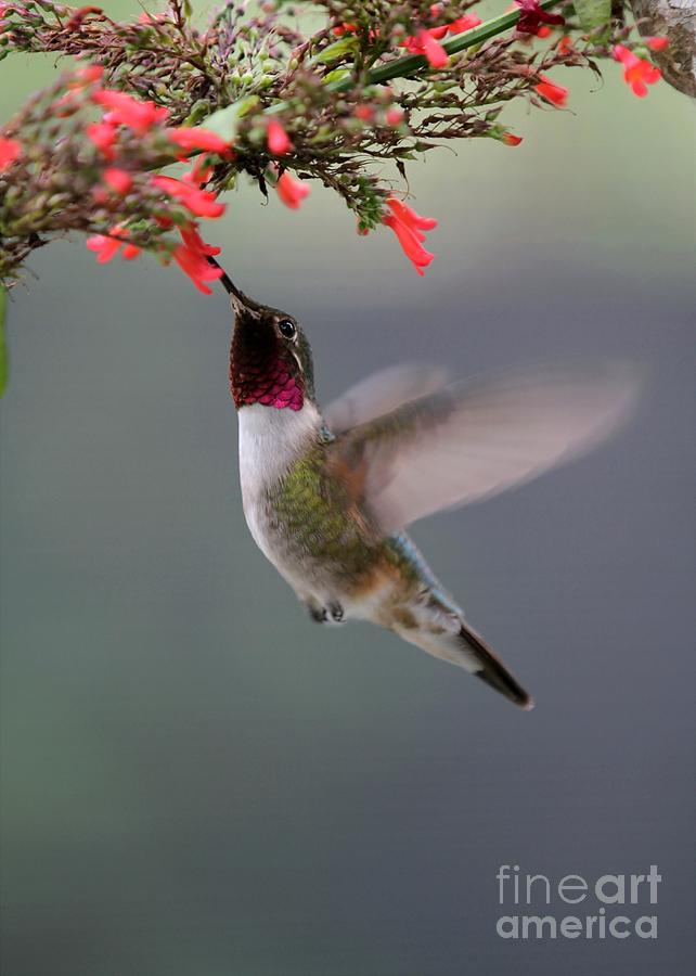 Ruby Throated Hummingbird Photograph by Sabrina L Ryan