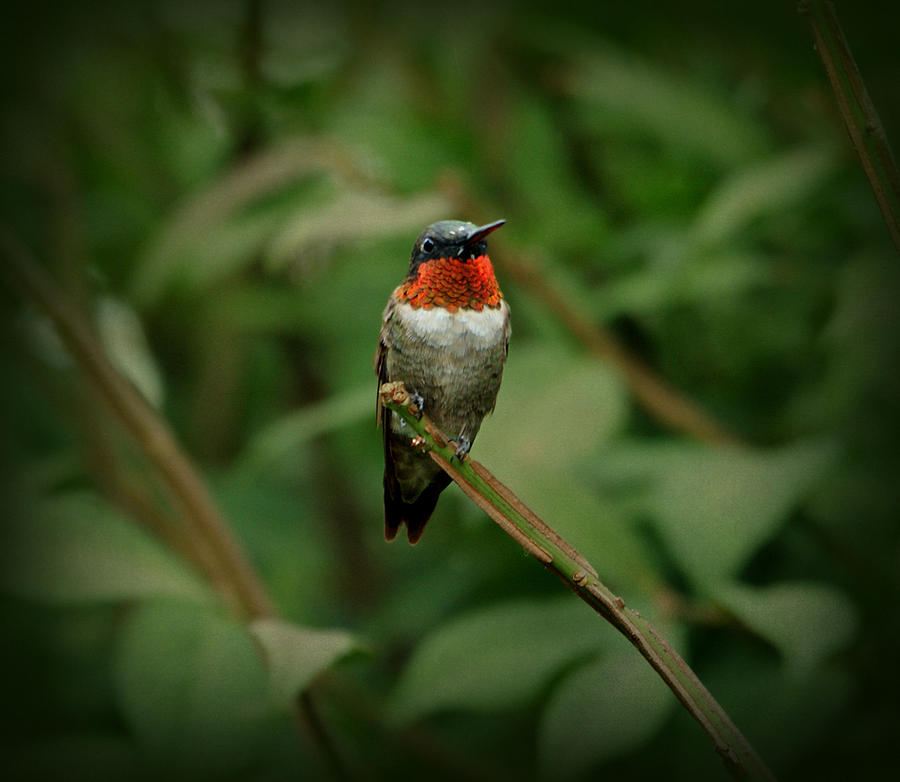 Ruby-throated Hummingbird Photograph by Sandy Keeton
