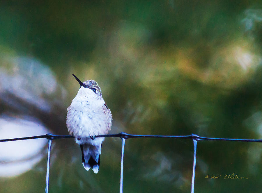 Ruby-throated Hummingbird  Staying Warm Photograph by Ed Peterson