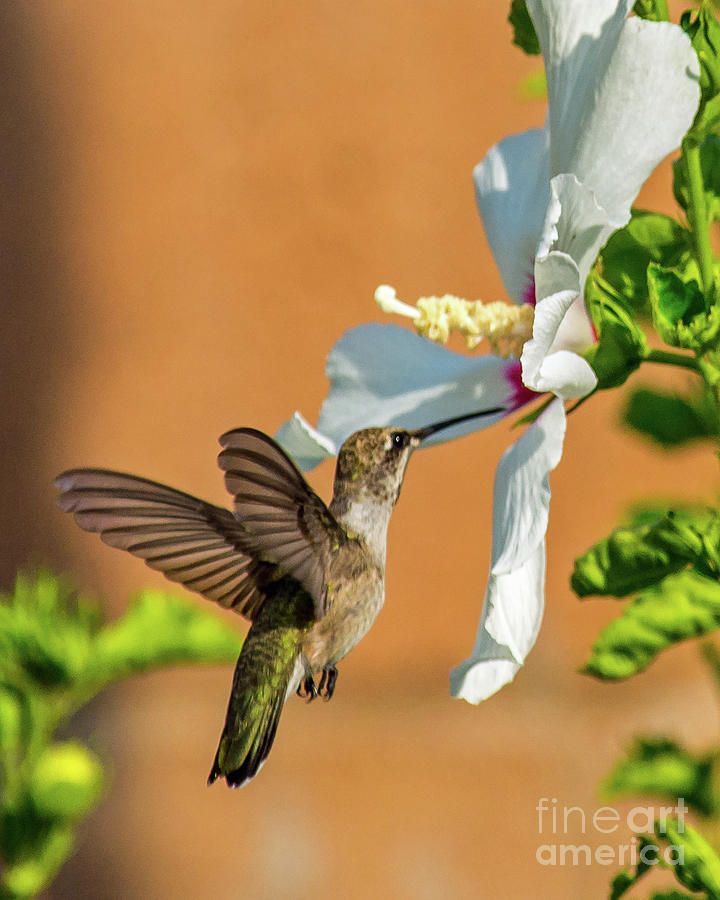 Ruby Throated Hummingbird Photograph by Stephen Whalen