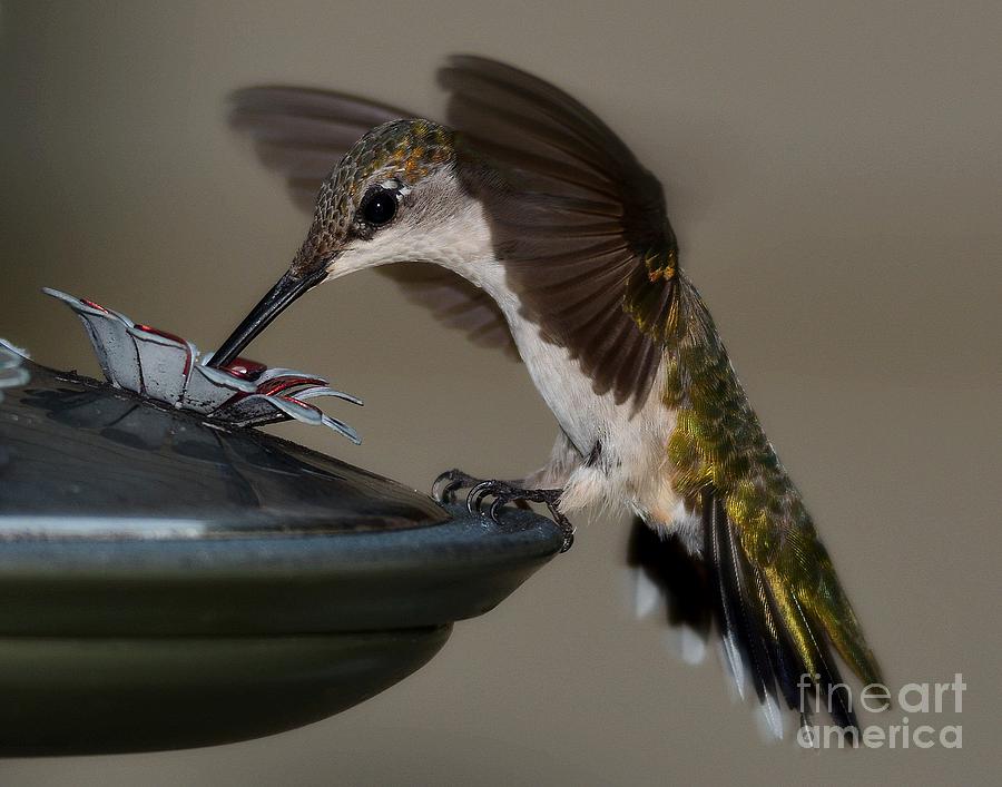 Ruby - Throated Hummingbird Photograph by Steve Brown