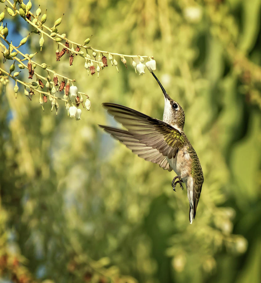 Ruby Throated Hummingbird Photograph by Steven Upton