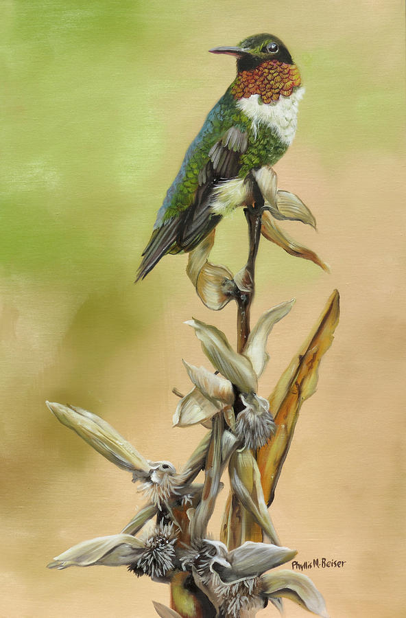 Ruby Throated Hummingbird Study Painting By Phyllis Beiser - Fine Art ...