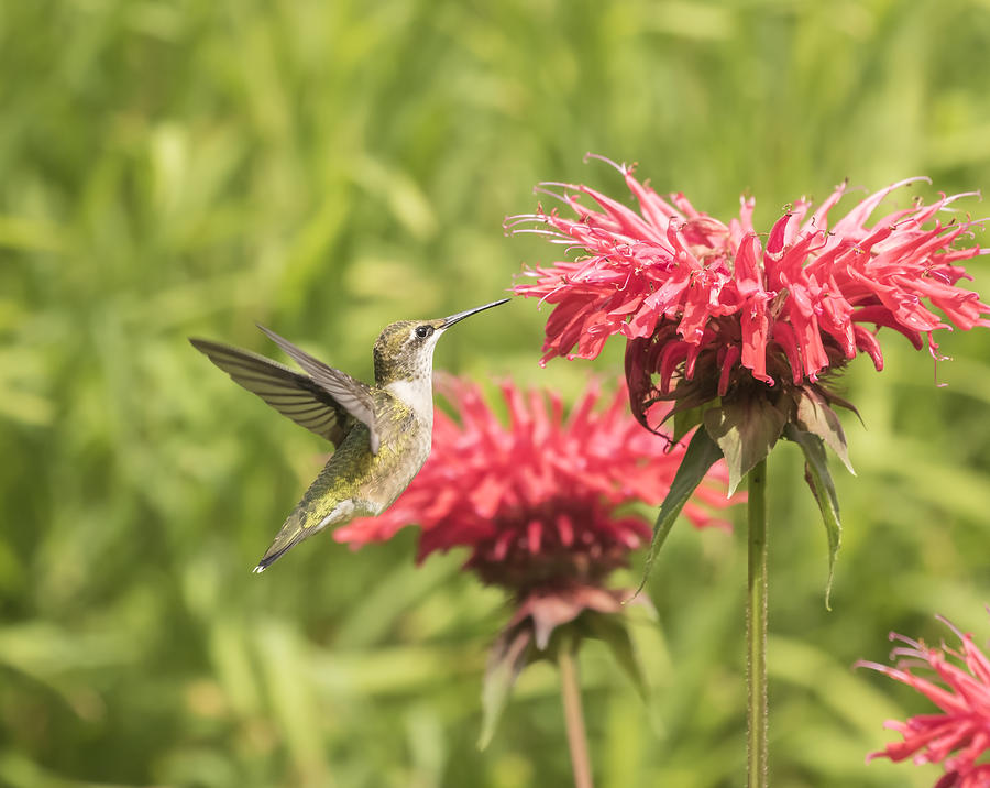 Hummingbird Photograph - Ruby Throated Hummingbird by Thomas Young