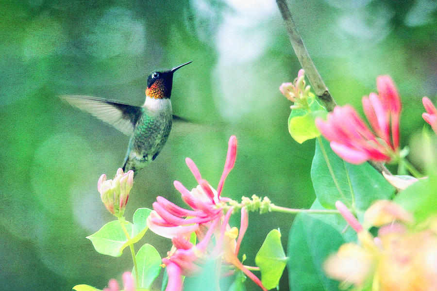 Ruby-Throated Hummingbird Photograph by Trina  Ansel