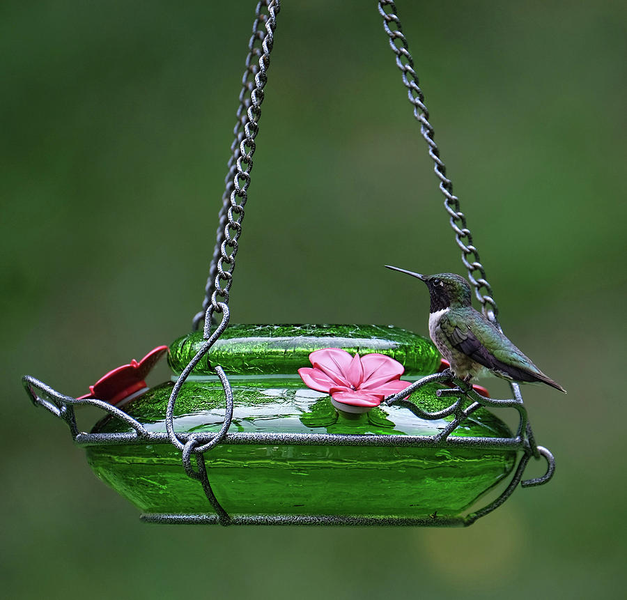 Ruby-throated Hummingbird with feeder Photograph by Ronda Ryan