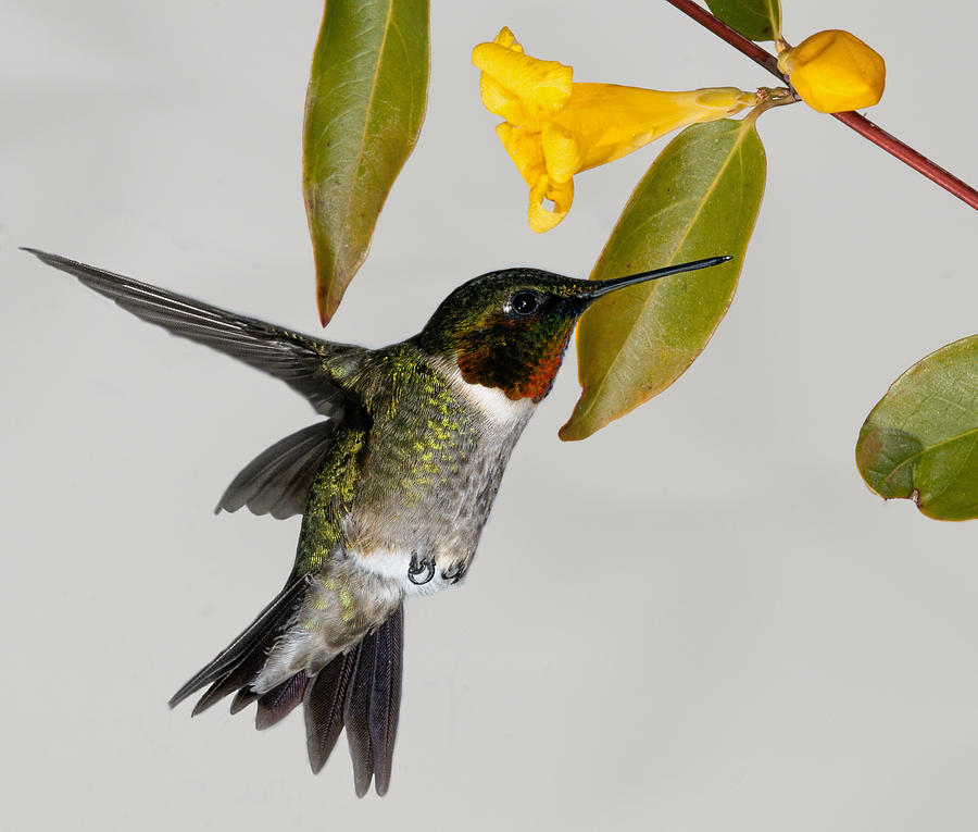 Ruby-Throated Hummingbird With Jasmine Photograph by Lara Ellis