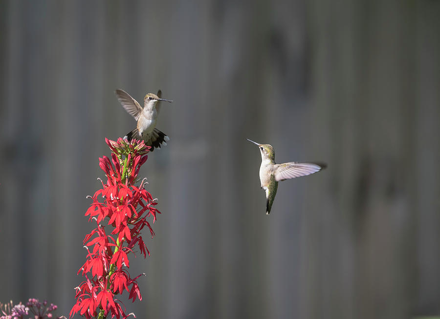 Ruby Throated Hummingbirds 2017-1 Photograph by Thomas Young