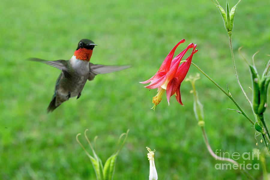 Ruby throated hummingbirds eyeing a flower Photograph by Dan Friend