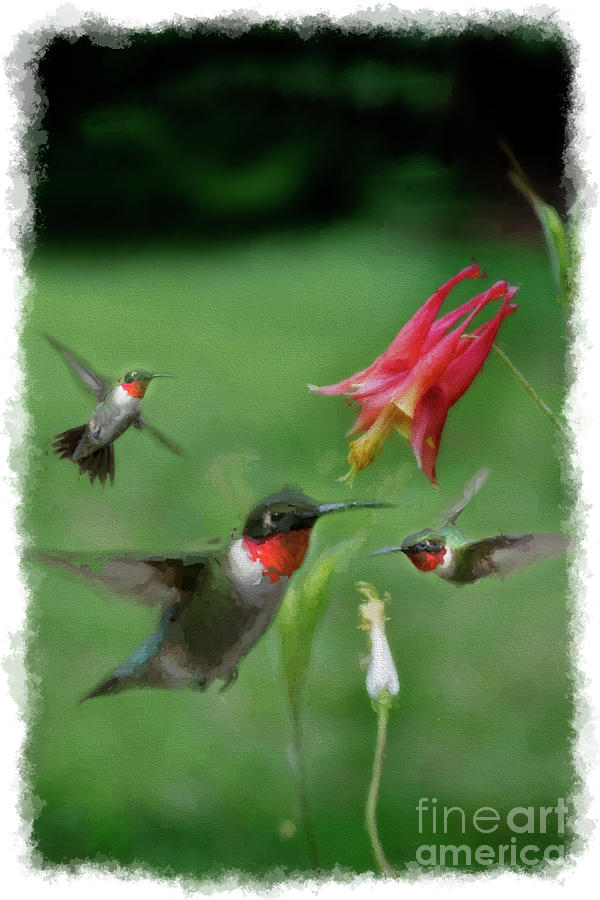 Hummingbird Photograph - Ruby throated hummingbirds flying near flower by Dan Friend