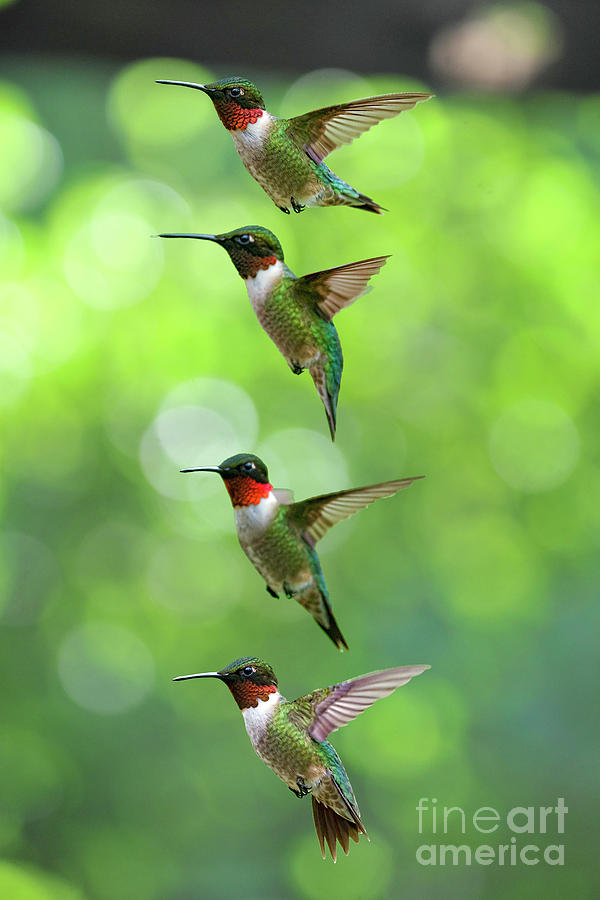 Ruby-throated Hummingbirds picture Photograph by Dan Friend
