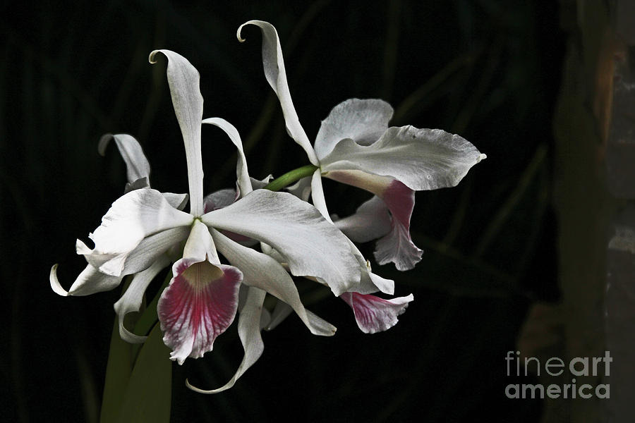 Ruby Throated White Orchid Photograph by David Frederick