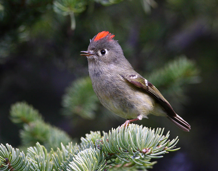 Bird Photograph - Rubycrowned Kinglet by Doug Lloyd