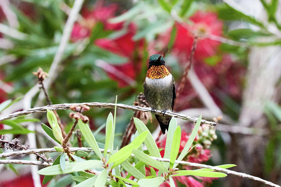 Rubythroated Photograph by David Beebe