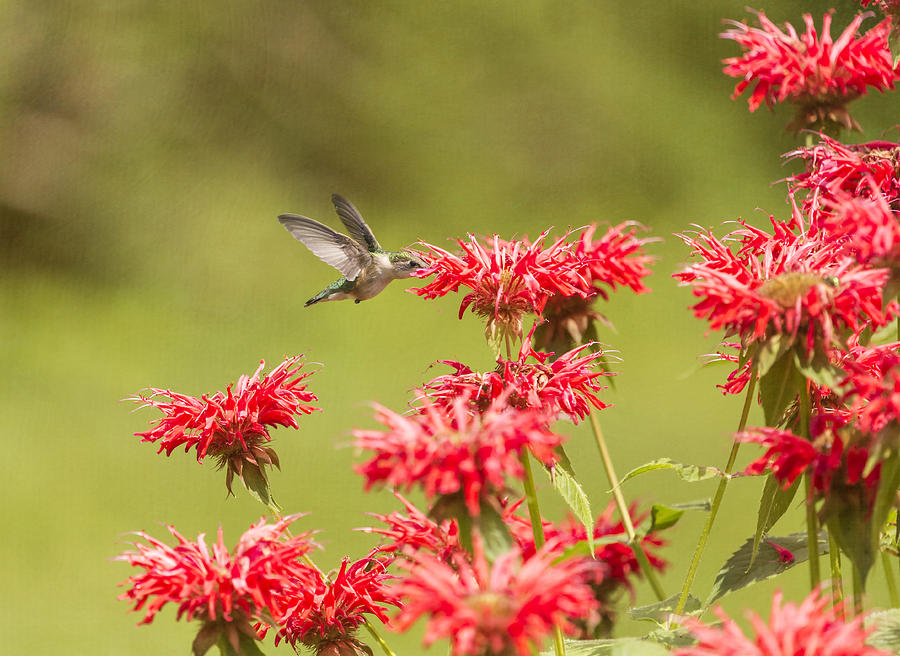 Rubythroated Hummingbird 2014-5 Photograph by Thomas Young