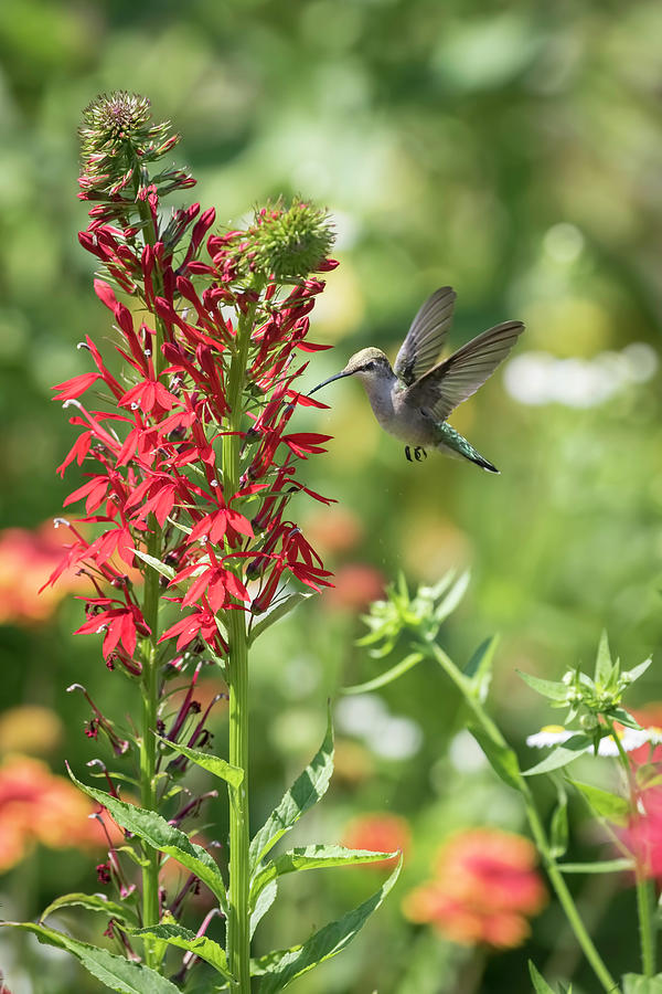 RubyThroated Hummingbird 2016-3 Photograph by Thomas Young