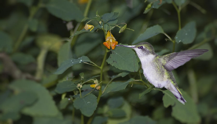 Rubythroated Hummingbird and Jewel weed Photograph by Wade Clark