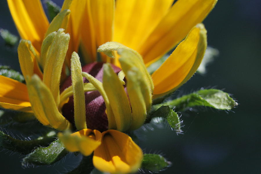 Rudbeckia Flower Bloom Photograph by Valerie Collins