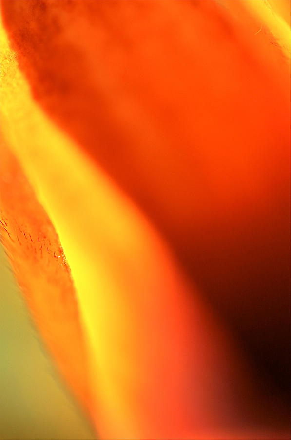 Rudbeckia Furnace Photograph by Don Ziegler