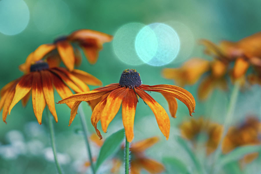 Rudbeckia Photograph by Hanna Tor - Pixels