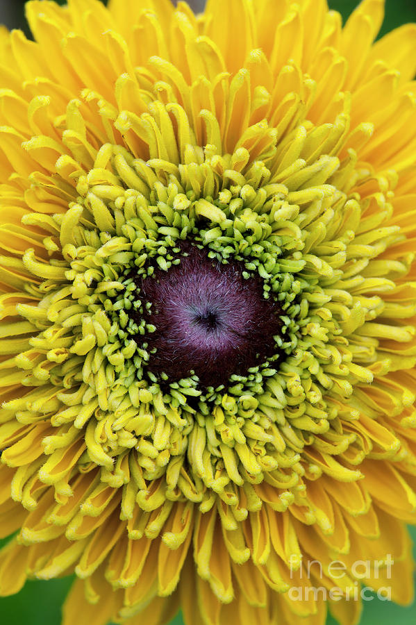 Flower Photograph - Rudbeckia Hirta Maya by Tim Gainey