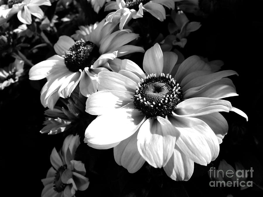 Rudbeckia In Black and White - Photography Photograph by Hao Aiken