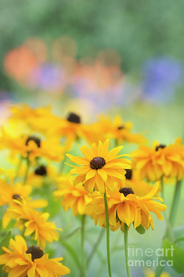 Flower Photograph - Rudbeckia Indian Summer Flowers by Tim Gainey