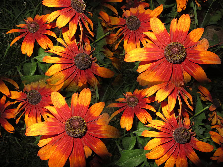 Perennial Photograph - Rudbeckia Red Yellow by Lyssjart Sj Perennial Photograph - Rudbeckia Red Yellow by Lyssjart Sj