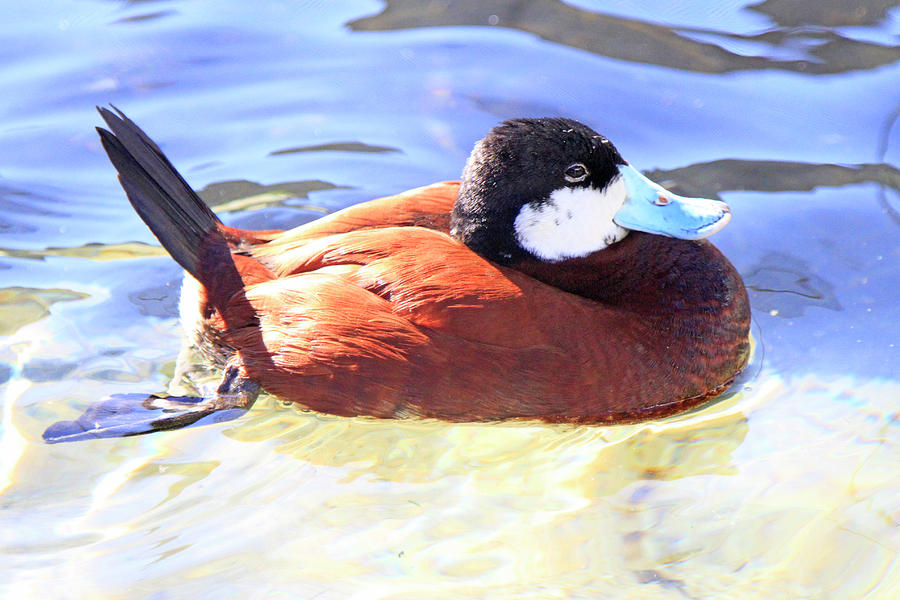 Ruddy Duck 1 Photograph by Shoal Hollingsworth