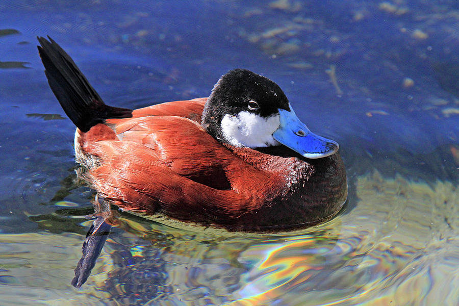 Ruddy Duck 2 Photograph by Shoal Hollingsworth