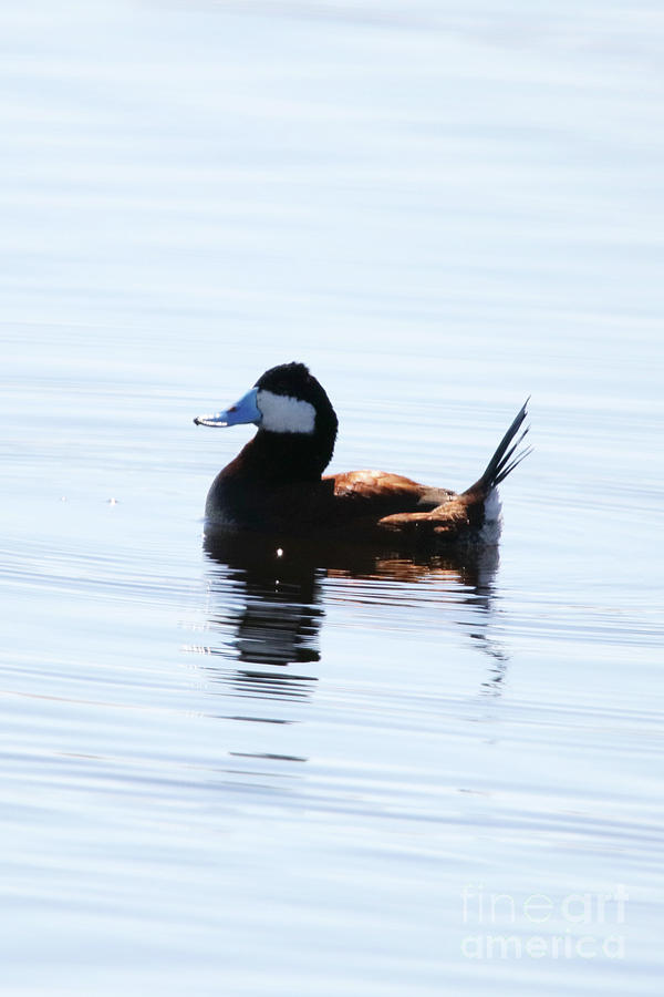 Ruddy Duck Photograph by Alyce Taylor