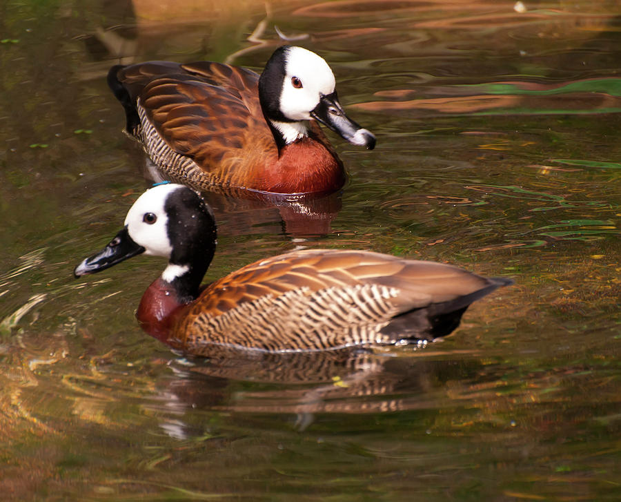 White-faced whistling duck Photograph by Flees Photos