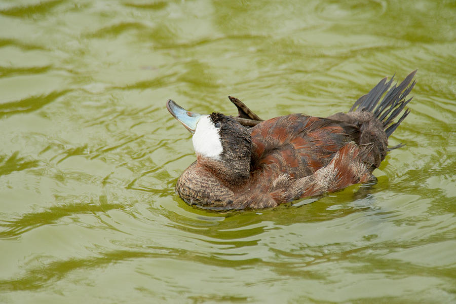 Ruddy Duck Grooming Photograph by Frank Madia