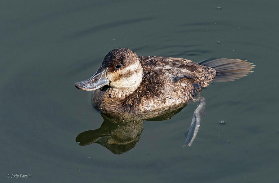 Ruddy Duck Photograph by Jody Partin