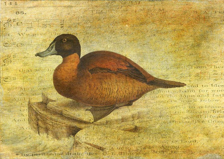 Duck Digital Art - Ruddy Duck by Sarah Vernon