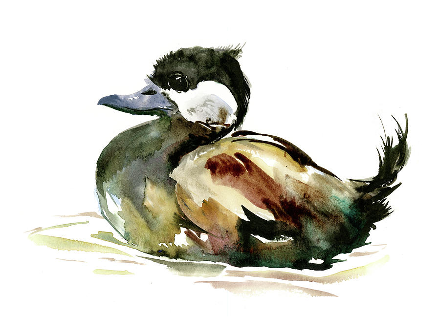 Ruddy Duck Painting by Suren Nersisyan